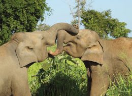 Holiday offers to Maldives & Ceylon