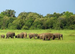 Holiday offers to Maldives & Ceylon