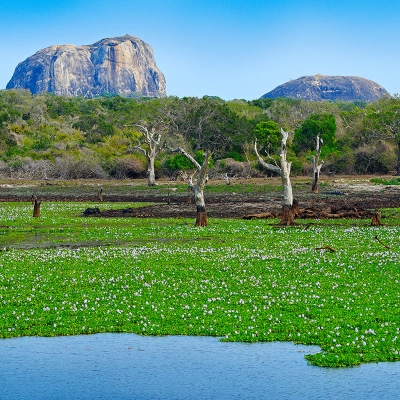 Parc national de Yala