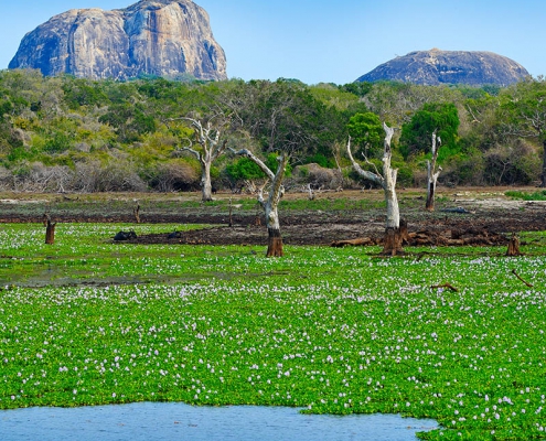 Parc national de Yala